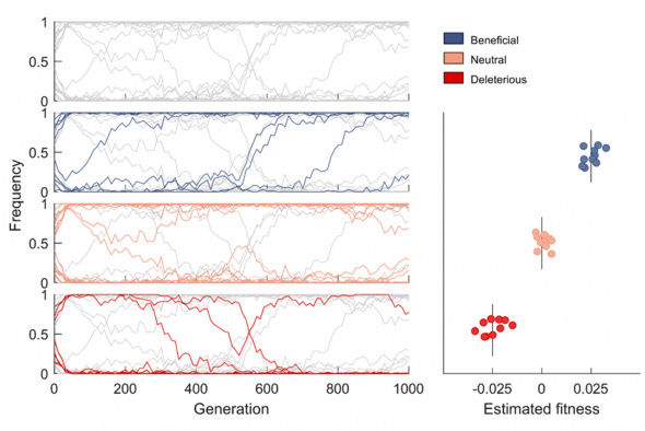 Mutant frequency trajectories exhibit complex dynamics due to linkage affects. Top left panel shows frequency trajectories of all mutant alleles, the lower three panels on the left show the trajectories of beneficial/neutral/deleterious mutants in blue/orange/red. The right panel shows their estimated fitness values using the proposed inference method. Vertical lines indicate the true fitness values.