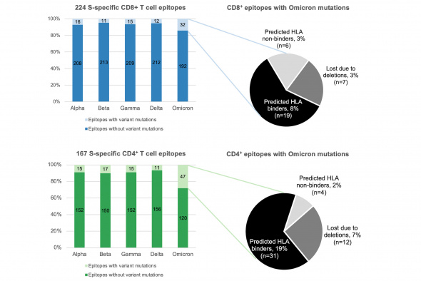 The research team found that despite the number of epitopes encompassing Omicron mutations are nonetheless notably higher than other virus variants, Omicron, like other variants, is still unlikely to escape human's T cell responses.