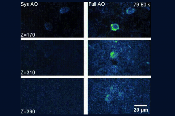 In vivo 3P calcium imaging of spontaneous neuronal activity at different depths below pia of the somatosensory cortex of a CCK-GCaMP6s mouse (four-month-old) through the intact skull (110-μm thickness) with system correction only (left) and full AO correction (right).