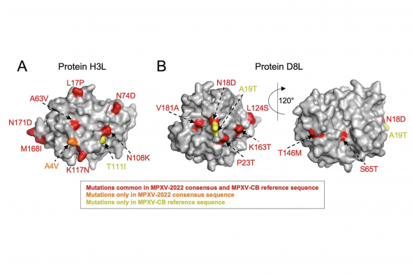 Vaccine Expected to Induce Strong Immune Responses Against 2022 Monkeypox Virus, Research Shows