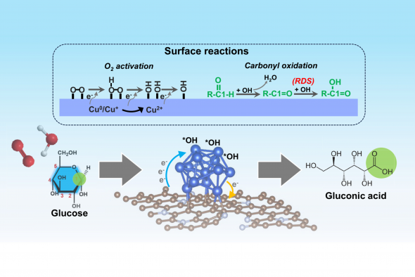 Innovative catalytic mechanism for selective biomass oxidation: The schematic illustrates the in-situ generation of surface-bound hydroxyl radicals on low-valence copper (Cu⁰/Cu⁺) sites, enabling highly selective carbonyl oxidation using only ambient air and water. This green catalytic pathway eliminates the need for traditional oxidants and represents a significant advancement in sustainable biomass conversion. Innovative catalytic mechanism for selective biomass oxidation: The schematic illustrates the in-situ generation of surface-bound hydroxyl radicals on low-valence copper (Cu⁰/Cu⁺) sites, enabling highly selective carbonyl oxidation using only ambient air and water. This green catalytic pathway eliminates the need for traditional oxidants and represents a significant advancement in sustainable biomass conversion.