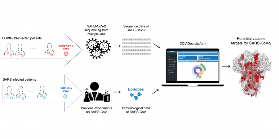 The new platform, COVIDep, periodically pools SARS-CoV-2 sequence data and compares with experimentally-determined epitopes of SARS-CoV, to provide scientists around the world an up-to-date set of vaccine target recommendations for COVID-19.