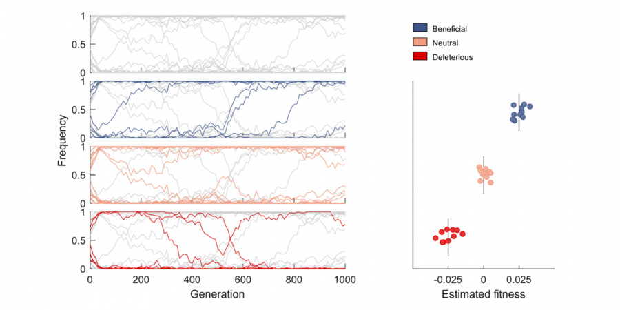 Mutant frequency trajectories exhibit complex dynamics due to linkage affects. Top left panel shows frequency trajectories of all mutant alleles, the lower three panels on the left show the trajectories of beneficial/neutral/deleterious mutants in blue/orange/red. The right panel shows their estimated fitness values using the proposed inference method. Vertical lines indicate the true fitness values.