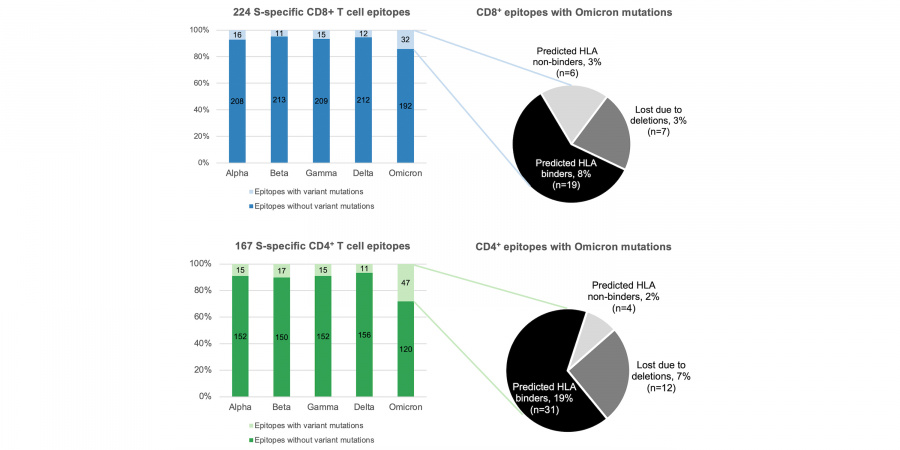 The research team found that despite the number of epitopes encompassing Omicron mutations are nonetheless notably higher than other virus variants, Omicron, like other variants, is still unlikely to escape human's T cell responses.