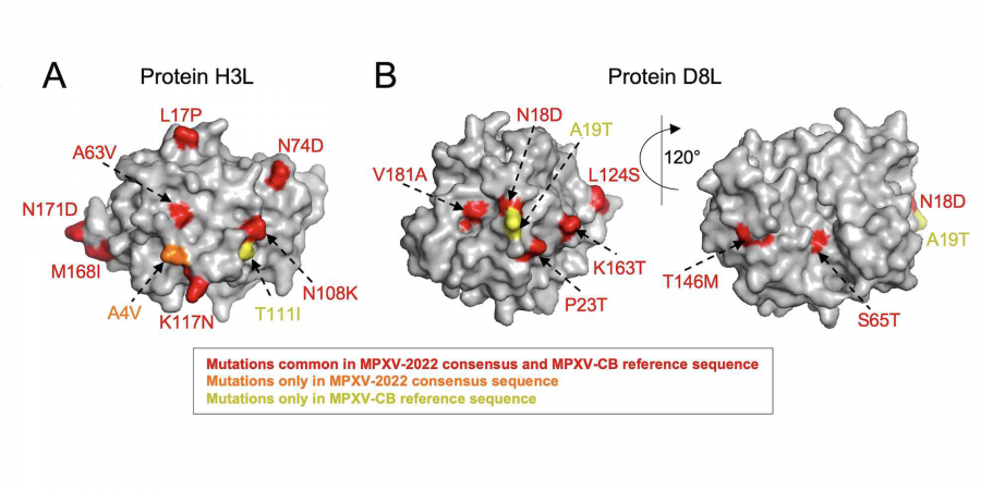 The figure shows that, for two example proteins that are targeted by antibodies induced by vaccines based on the vaccinia virus, the 2022 monkeypox virus does not comprise any new mutations.