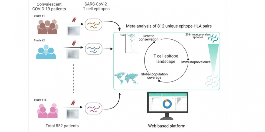 The team has developed a web-based platform by compiling SARS-CoV-2 T cell epitope data from immunological studies of recovered patients in hope to guide studies related to COVID-19 vaccines and diagnostics.