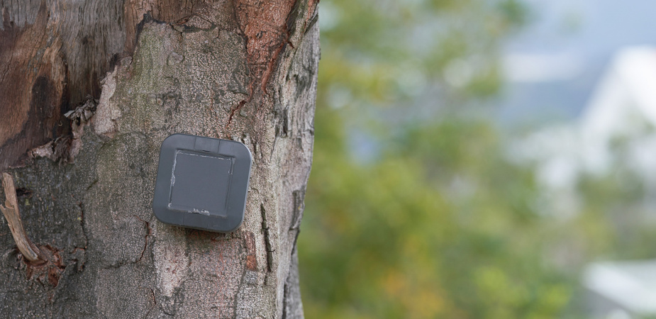 安装在科大校园树上的智能感应器，有助监测树木的稳定性。