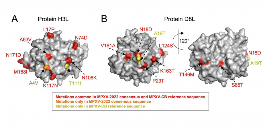 图片显示由牛痘病毒研发而成的疫苗所产生的抗体会攻击两个蛋白例子，2022猴痘病毒并没有任何新的变异。