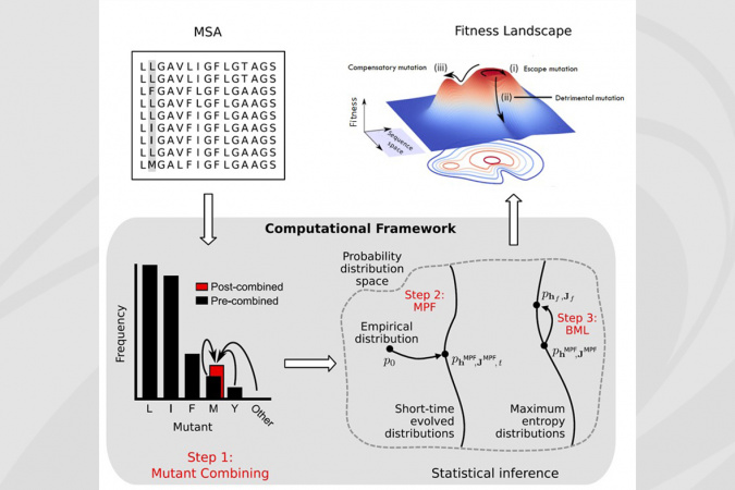 The computational framework developed by HKUST engineers that could estimate the fitness landscape of HIV envelope protein.