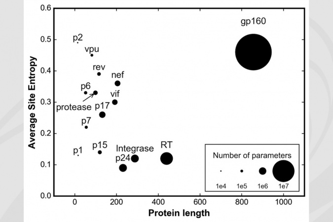 The primary sequence of the envelope protein gp160 is more than twice as long as its peers and is amongst the most variable.