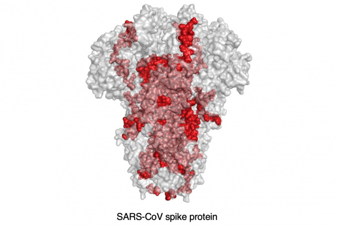沙士病毒中有20%（红点所示）的抗原表位与新冠病毒的抗原表位基因一样，最有机会能成功开发为疫苗。