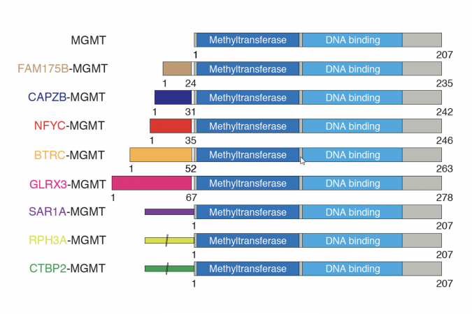 Structure of the MGMT fusion proteins, for which the two key functional domains (the deep blue and light blue parts of the bars) are preserved, while each gene partnered with MGMT would promote its expression.