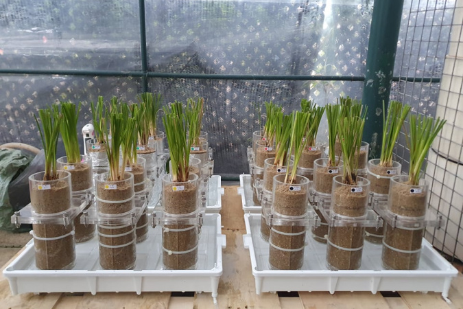 Centering on the use of vegetation (a nature-based solution) in geotechnical engineering applications, Prof. Leung’s research group has been doing a lot of farming work in their lab to produce samples for testing.