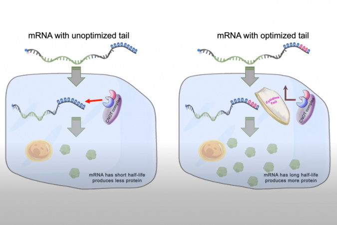 The optimized mRNA tail would protect it from immediate degradation and could stay in the cell for a longer time, increasing protein production efficiency by up to 10 times.