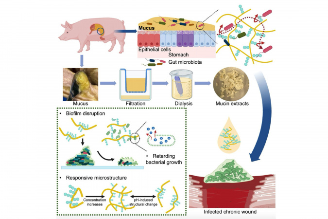 From mucus in pig stomachs to multifunctional wound dressings for infected wounds