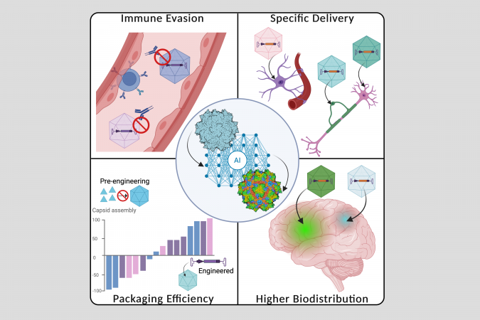 By analyzing multi-species viral protein sequences and training large AI foundation model, the team designs artificial AAV sequences that outperform natural variants. This innovation enhances specificity in targeting different cell types, reduces side effects, accelerates screening and validation iteration.