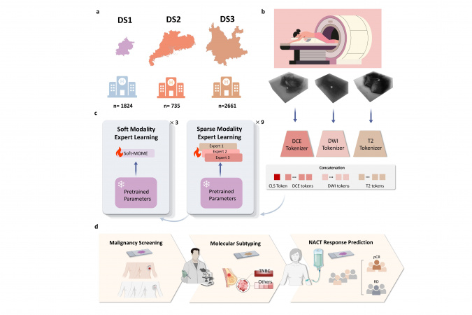 Using multiparametric breast MRI data from three hospitals, the research team developed the MOME model to enable non-invasive malignancy classification, molecular subtyping, and neoadjuvant chemotherapy response prediction for personalized breast cancer management.