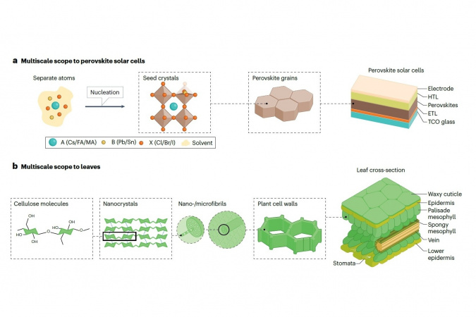 Comparison of conventional perovskite solar cells and leaves from a multiscale perspective