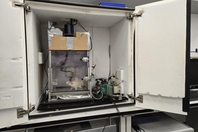 At the Computational Cognitive Engineering Laboratory, Prof. Wang’s research team conducts experiments that enable rats to control a robotic arm using their thoughts.