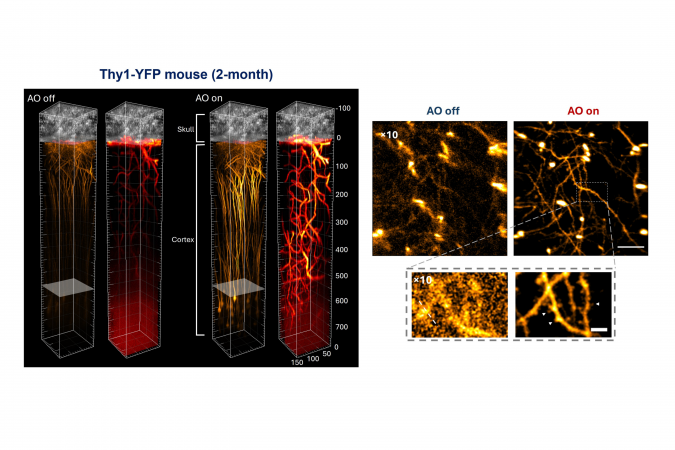 小鼠颅骨的厚度和密度会显著吸收和散射进入大脑的光线，令双光子显微镜难以穿透颅骨。团队建构的「自适应光学多光子显微技术」可穿过颅骨进行活体成像。图为小鼠大脑神经网络的高清晰成像。