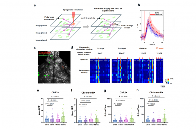 HKUST team has achieved optical interrogation of neural circuits with minimized crosstalk through “Active Pixel Power Control” strategy.