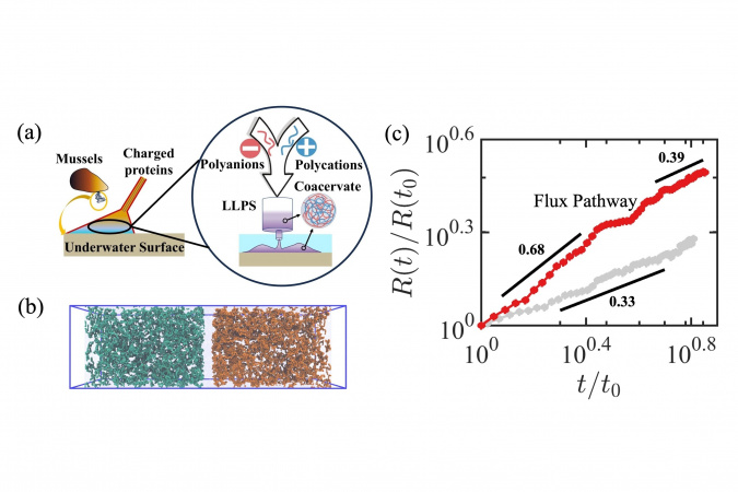 （a）贻贝产生水下黏合剂时，通量路径与凝聚过程相关性的示意图；（b）通量路径的初始配置；（c）在通量路径下单次模拟中凝聚层的时间演化，其中灰色曲线代表传统热力学路径以作比较。