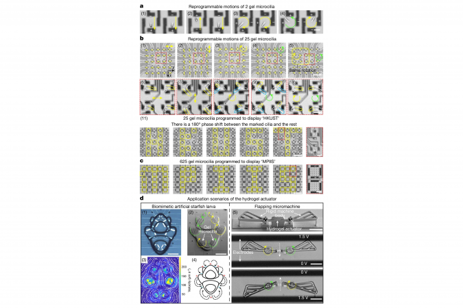 Schematics showing the dynamic bending motions of gel microcilia arrays.