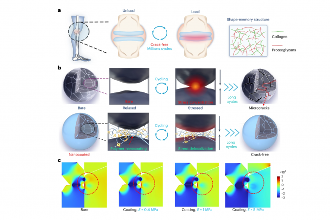 The design of the cartilage-inspired polymer nanocoating helps mitigate “intergranular cracking” in high-energy cathode materials.