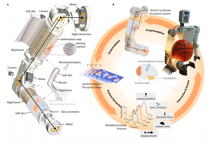 Inspired by the human body’s “bone-muscle-skin” structure, the research team embedded a large-area soft optical tactile skin within EmArm’s rigid mechanical skeleton, integrating high-load operation with soft tactile sensing. The system combines proprioceptive and tactile information through a perception-action loop to support adaptive robotic manipulation.
