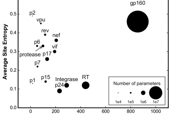 愛滋病病毒包膜蛋白gp160的一級序列不但較其他蛋白長兩倍以上，變化幅度亦最大。