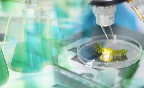 Master of Science in Chemical and Energy Engineering